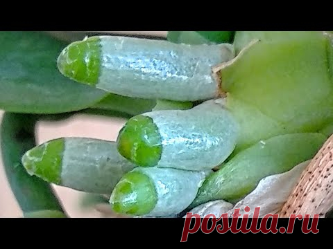 ОБРАБОТАЙ орхидеи ПЕРЕКИСЬЮ! ОПРЫСКИВАТЬ орхидеи ПЕРЕКИСЬЮ 💯 для КОРНЕЙ орхидей СУПЕР! спаси КОРНИ!
