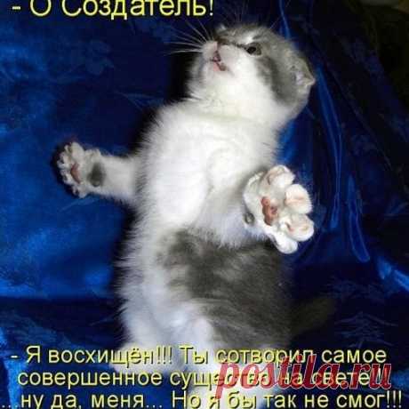 Котоматрицы для хорошего настроения в пятницу