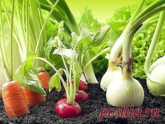 Гениальные хитрости огородников. 
 
Пока у моркови не появились всходы, ее поливают регулярно. Когда появятся всходы, их 12-15 дней лучше не поливать, за исключением засушливых дней. Это дает возможность корням уйти как можно глубже в почву. 
 
Если горчицу посеять рядом с горохом, у него урожай будет выше в 2 раза. 
 
Укроп лучше сеять на солнце, так как в тени у него снижается аромат листьев. Под укроп не вносят золу и известь. 
 
Чтобы стимулировать налив плодов тыквы, ее плети пришпиливают к