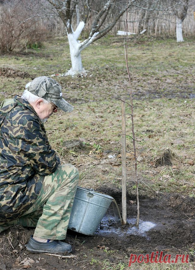 Как правильно высаживать молодые плодовые растения | Дачный участок