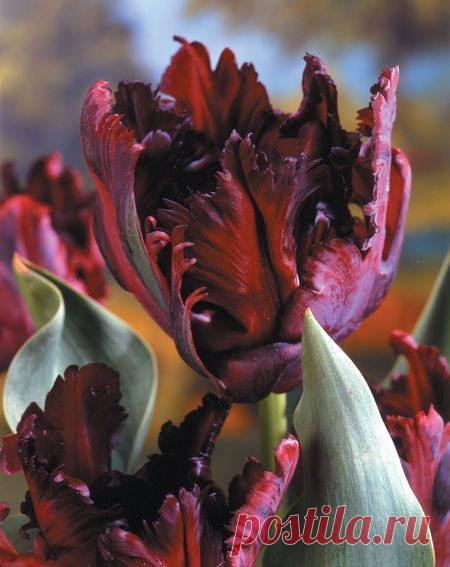 25 x BLACK PARROT TULIP BULBS, STUNNING SPRING FLOWERS