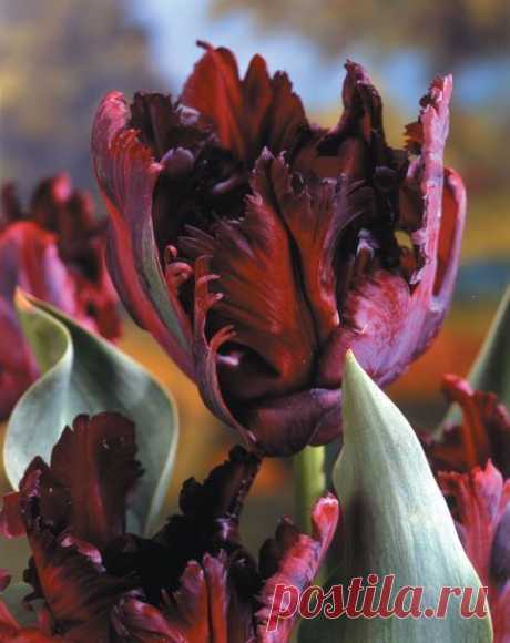 25 x BLACK PARROT TULIP BULBS, STUNNING SPRING FLOWERS