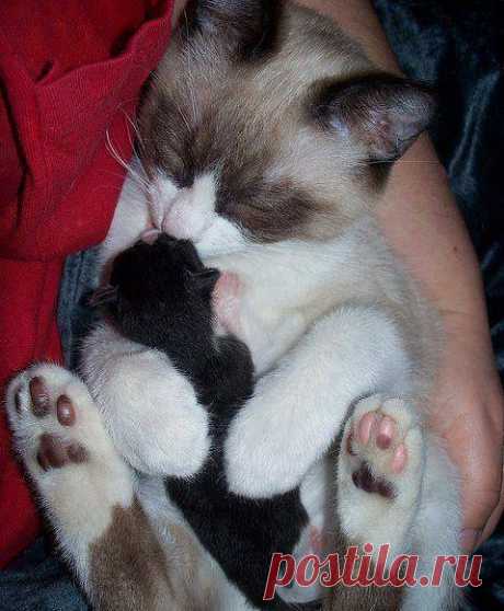 (38) Facebook
