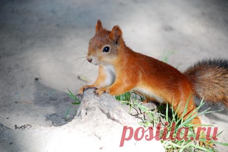 Новые фотографии бельчата.