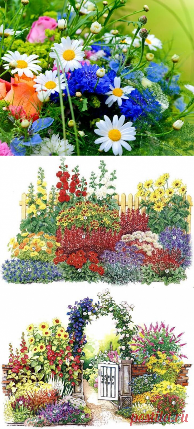 Как создать клумбу непрерывного цветения