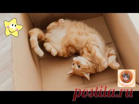 Самые милые и веселые кошки, которые заставят вас улыбнуться!