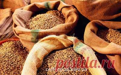 Какой сорт кофе выбрать?