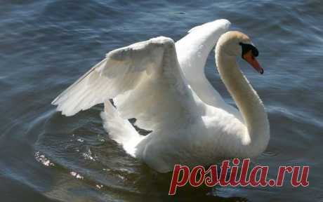 Живая природа