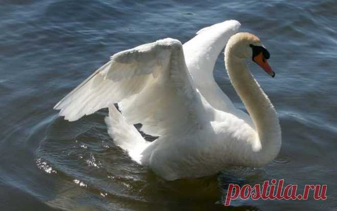 Живая природа