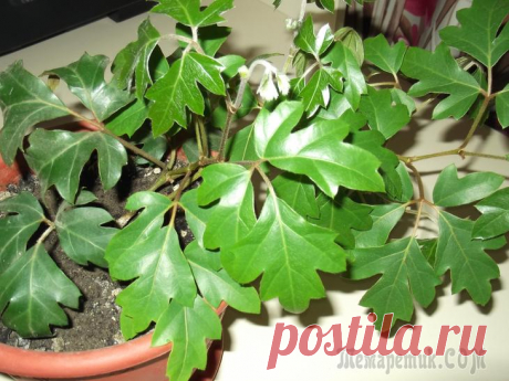 Циссусы – растения-&quot;фильтры&quot; для детской комнаты