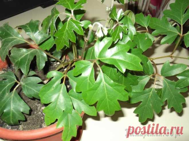 Циссусы – растения-"фильтры" для детской комнаты