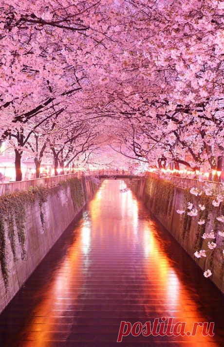 Wisteria Flower Tunnel in Tochigi, Japan – holidayspots4u | Pinterest • Всемирный каталог идей