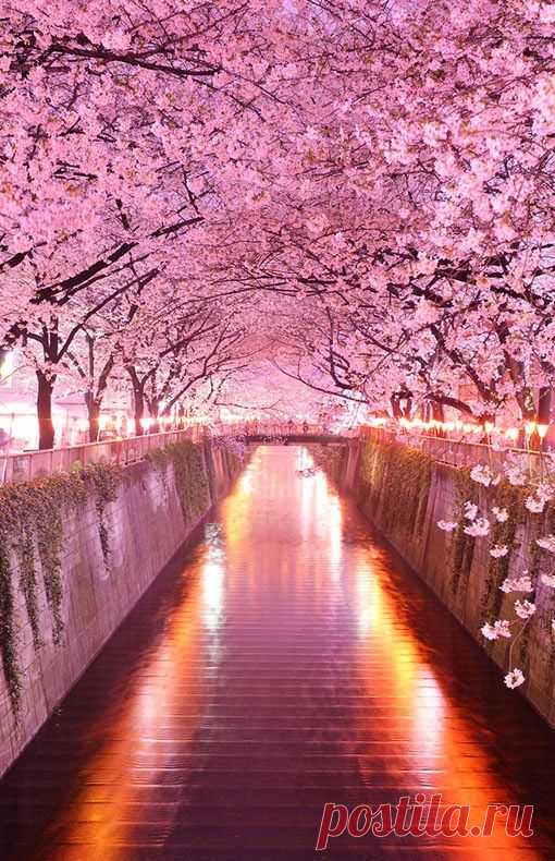 Wisteria Flower Tunnel in Tochigi, Japan – holidayspots4u  |  Pinterest • Всемирный каталог идей