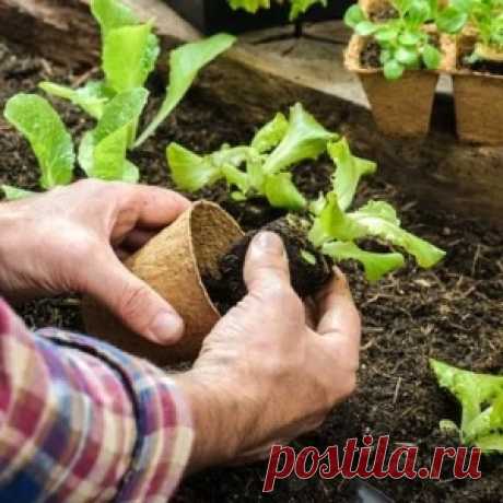 Время посадок. Что можно посеять на дачном участке в конце лета
