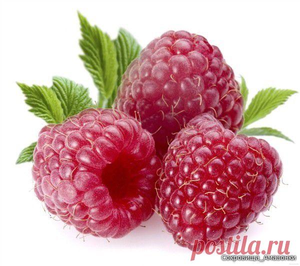 Чтобы малина не разрасталась