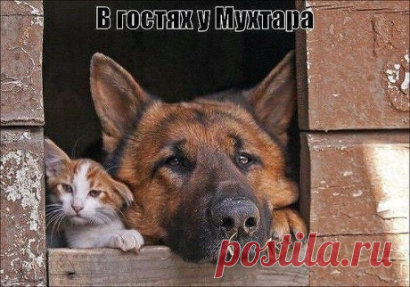 Всем Гавк "Привет"