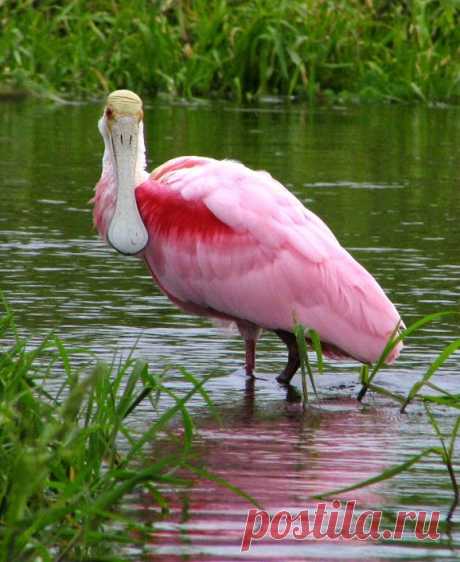 Roseate spoonbill. Розовая колпица.