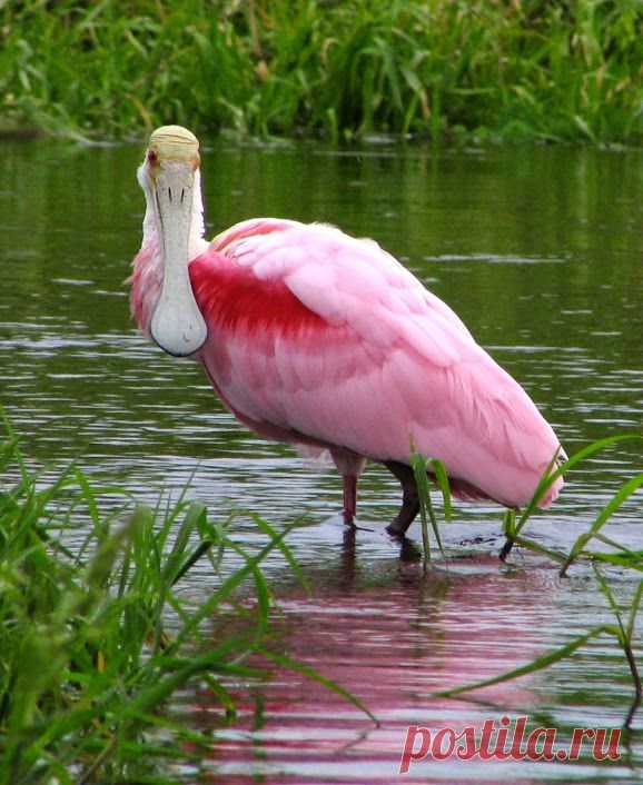 Roseate spoonbill. Розовая колпица.