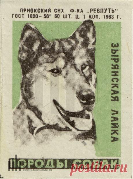Зырянская лайка