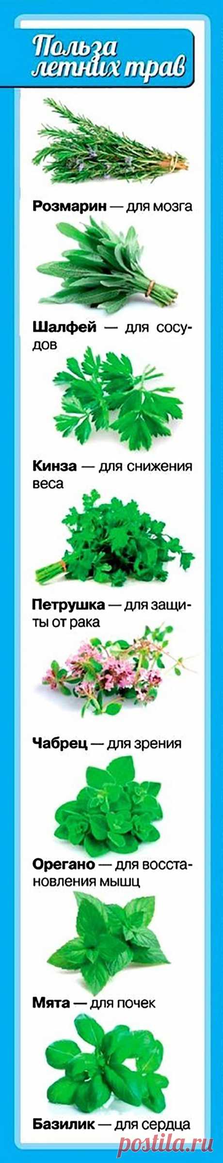Польза летних трав