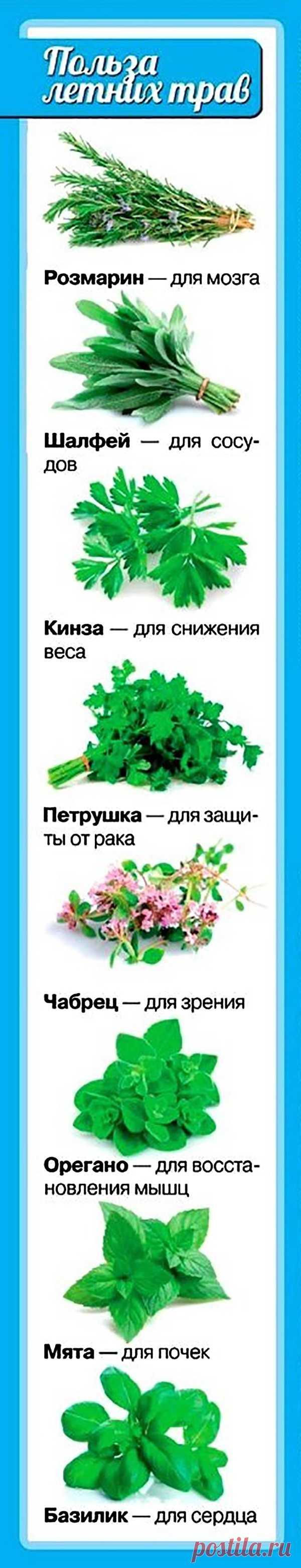 Польза летних трав