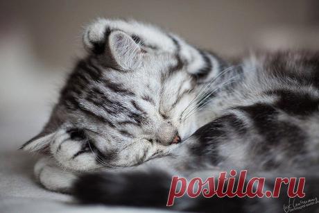 животные красивые фото картинки - 141 тыс. картинок. Поиск@Mail.Ru