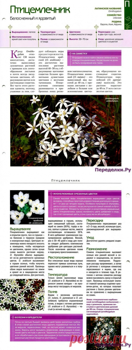 Птицемлечник * Переделки.РуПеределки.Ру