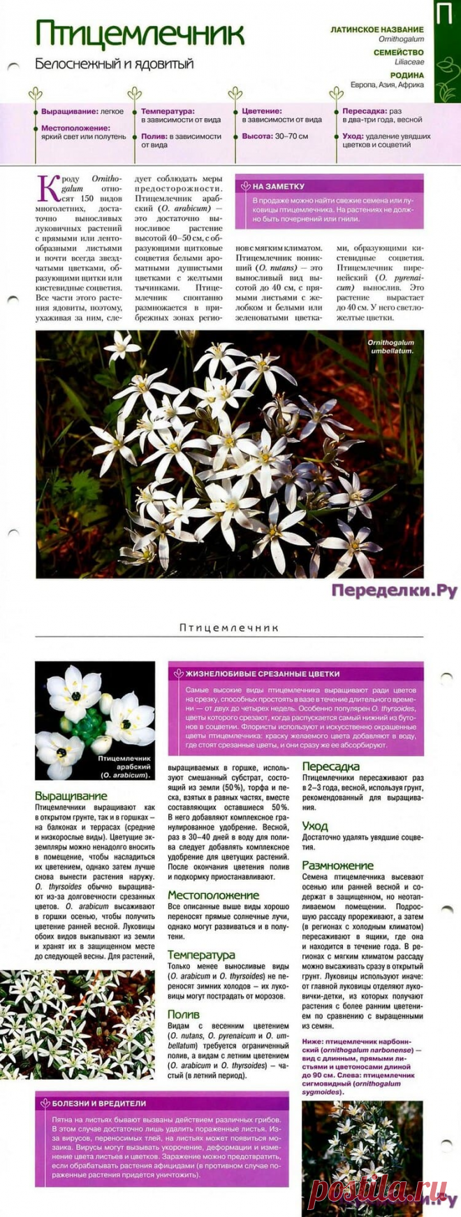 Птицемлечник * Переделки.РуПеределки.Ру