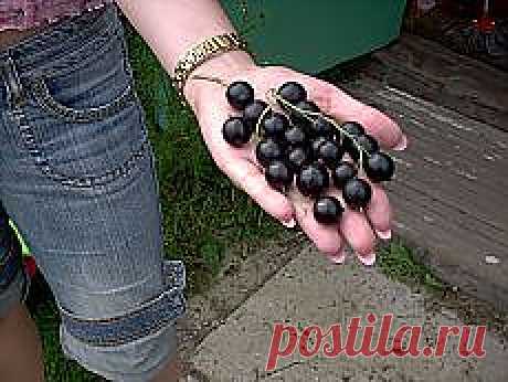 Письмо «I Love Animals. и другие популярные материалы на Постила.ru» — Постила.ru — Яндекс.Почта