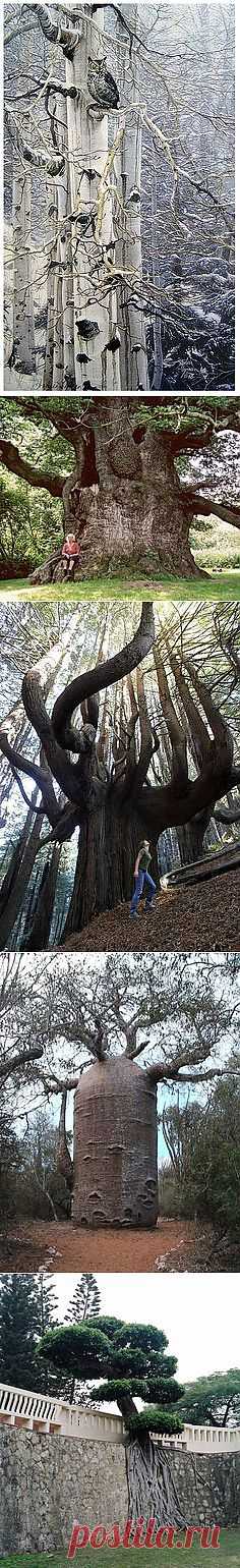 Magestic Trees