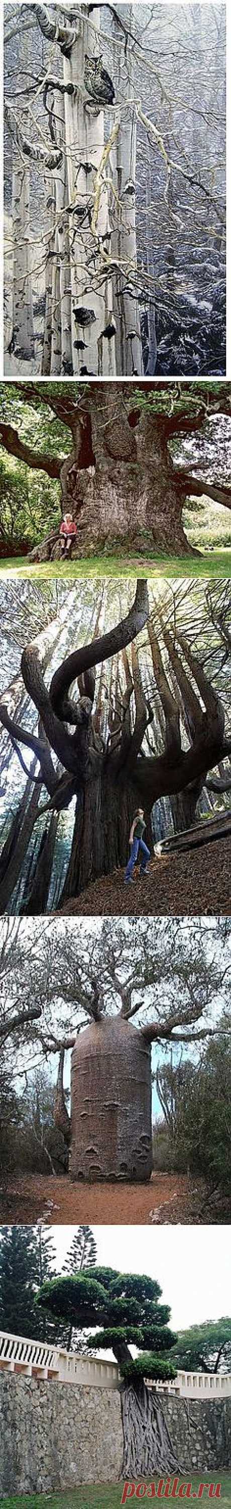Magestic Trees