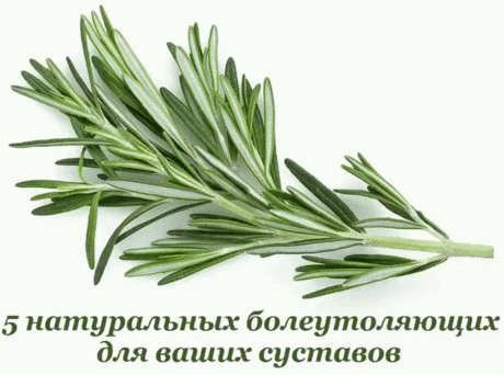 5 НАТУРАЛЬНЫХ БОЛЕУТОЛЯЮЩИХ ДЛЯ ВАШИХ СУСТАВОВ 
Мы привыкли тянуться за болеутоляющим каждый раз, когда что-то доставляет неприятные ощущения. Немало неприятностей причиняет воспаление коленного сустава, боли в пальцах рук или ног. Не бегите сразу за но-шпой, ибупрофеном или анальгином, чтобы не накапливать в организме лишние химикаты. Вместо этого попробуйте воспользоваться одним из этих природных обезболивающих.