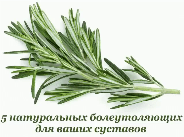 5 НАТУРАЛЬНЫХ БОЛЕУТОЛЯЮЩИХ ДЛЯ ВАШИХ СУСТАВОВ 
Мы привыкли тянуться за болеутоляющим каждый раз, когда что-то доставляет неприятные ощущения. Немало неприятностей причиняет воспаление коленного сустава, боли в пальцах рук или ног. Не бегите сразу за но-шпой, ибупрофеном или анальгином, чтобы не накапливать в организме лишние химикаты. Вместо этого попробуйте воспользоваться одним из этих природных обезболивающих.
