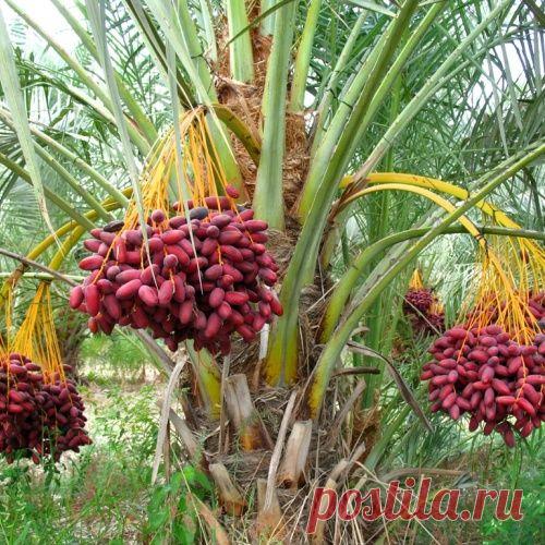 Финиковая пальма в домашних условиях