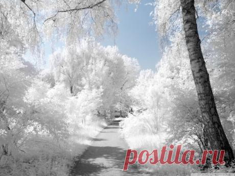 Потрясающие фотографии зимней природы (40 фото)