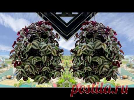 Tradescantia Pallida очень красиво висит на балконе, как выращивать и использовать в лечебных целях