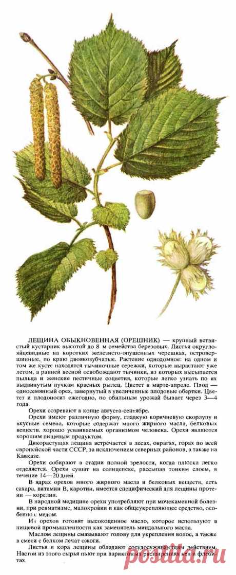 Лещина обыкновенная (орешник)