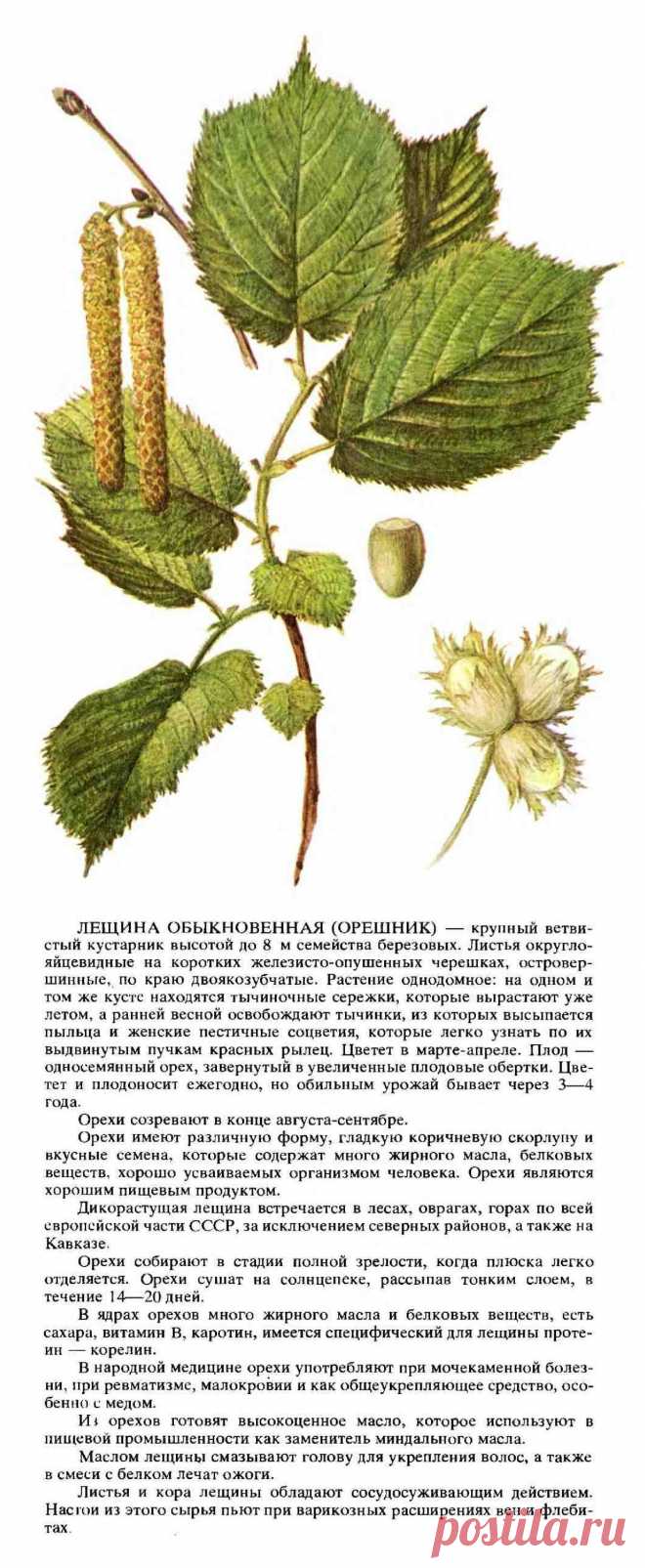 Лещина обыкновенная (орешник)