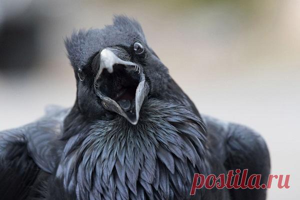 ПОТРЯСАЮЩИЕ ФОТОГРАФИИ ПТИЦ Фотографы прислали на ежегодный конкурс Audubon Photography Awards 2017 почти 5500 изображений, изображающих жизнь птиц по всему миру.



Недавно были объявлены победители. Итак, потрясающие фотографии птиц. Плохих здесь не бывает.

Бородатая неясыть. Длина тела птицы достигает 80 см, размах к