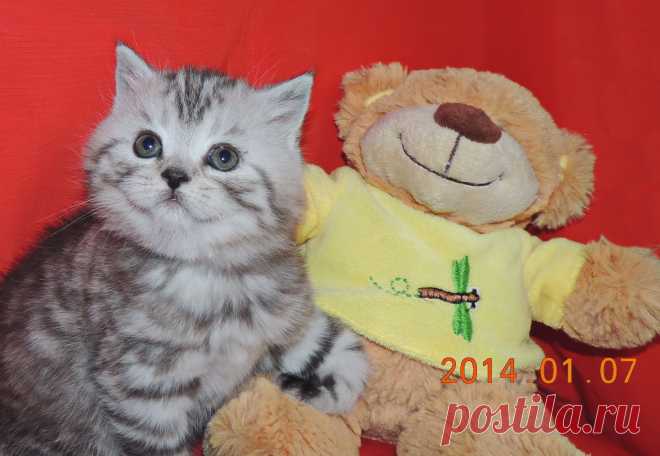Кошечка шотландский страйт серебристого окраса.