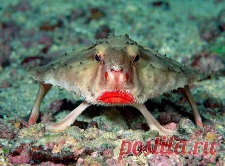 (+1) тема - 22 животных, о которых вы не знали | КУРЬЕЗЫ
Нетопырь розовогубый (рыба-мышь Обитатель морей, но легко может содержаться в обычном аквариуме)