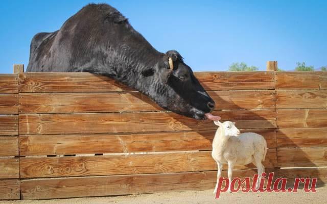 Позитивные картинки для всех! / Приколы