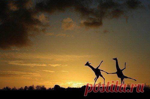 — Как тебя понимать?
— Понимать меня необязательно. Обязательно любить и кормить вовремя.