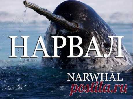 Нарвал — Narwhal - YouTube