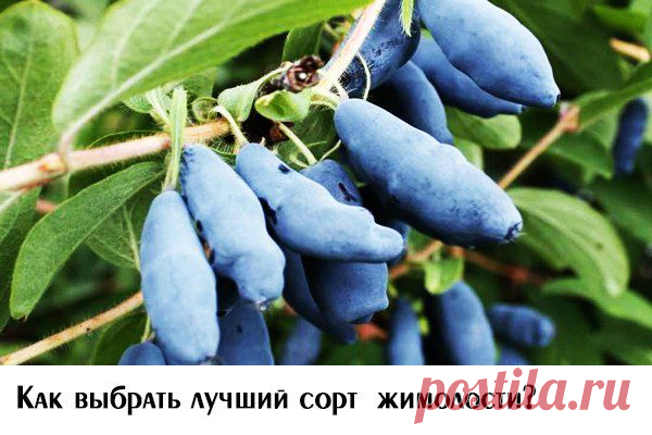 Жимолость -лучшие сорта!