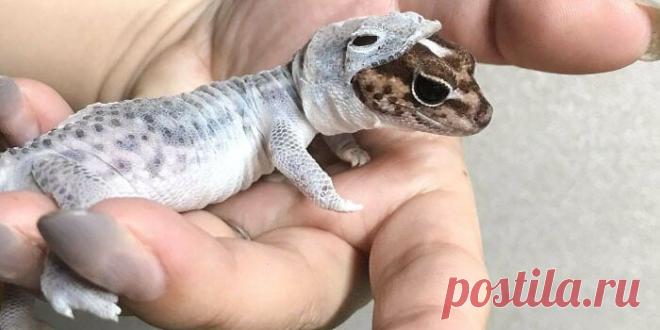 22 нескончаемо интересных фотографии, которые расширяют кругозор до максимальных пределов.   Эта крошечная ящерица линяет, и это похоже на то, что на ней надет скафандр для ящерок