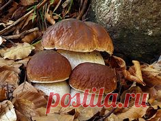 Boletus edulis