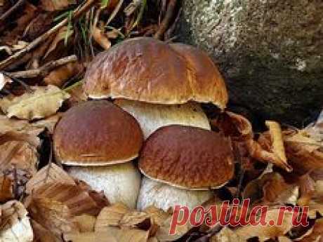 Boletus edulis