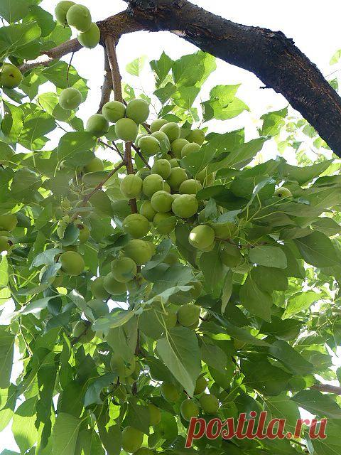 Перепрививка сливы весной 2012 года, а урожай абрикоса в 2013....