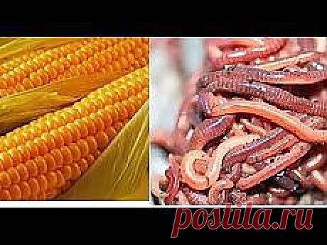 Постила